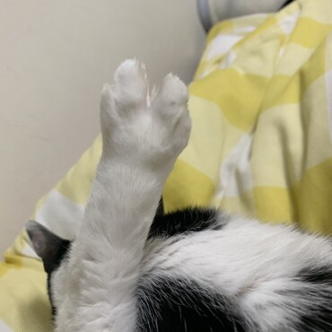 カニ