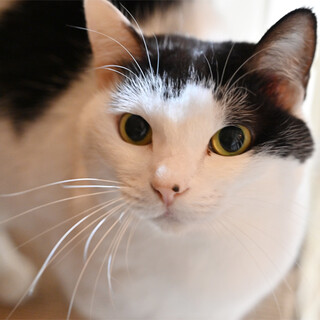 おとなしい美猫さんです(*^^*)