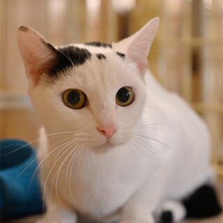 大きな瞳の白黒美猫さん(=^・^=)