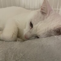 エル