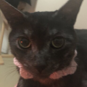 の写真