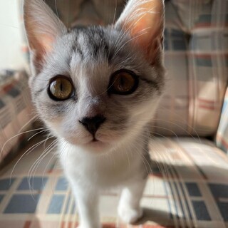 可愛いトラ姉妹　生後３ヶ月