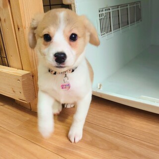 とっっても可愛い赤ちゃんワンコ生後3ヶ月のクリーム