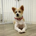 賢い母さん　メメちゃん