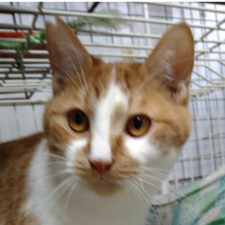 先住の猫さんのいるご家庭希望です(=^・^=)