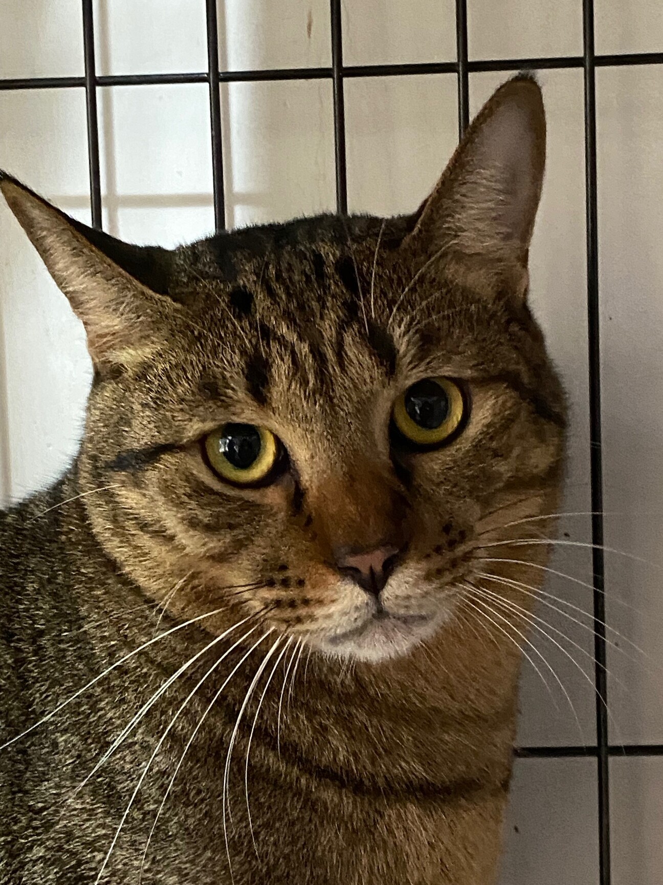 シャイな男の子 大人しい 兵庫県 猫の里親募集 3970 ペットのおうち 月間利用者150万人