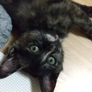 職場からの帰宅途中に保護したサビ猫　さんご