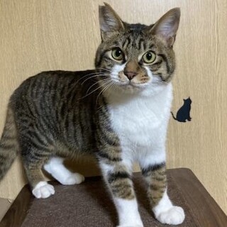 まだまだ募集中お留守番も上手に出来るよ！イヴ君