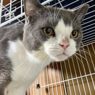 [12/26譲渡会に参加]サンジ君