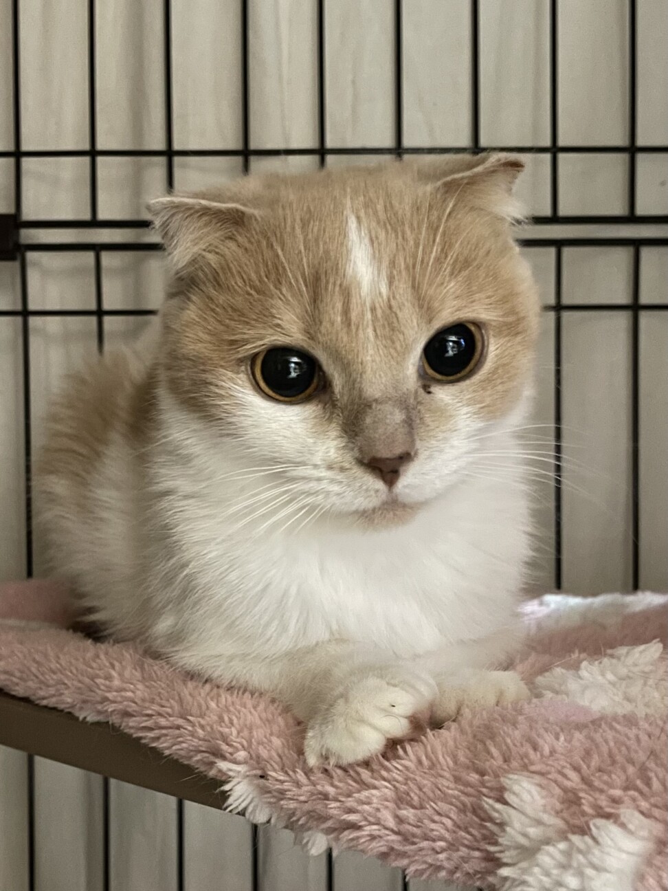 ミルクティー色のみらいちゃん♡」奈良県 - 猫の里親募集(397112) 5枚
