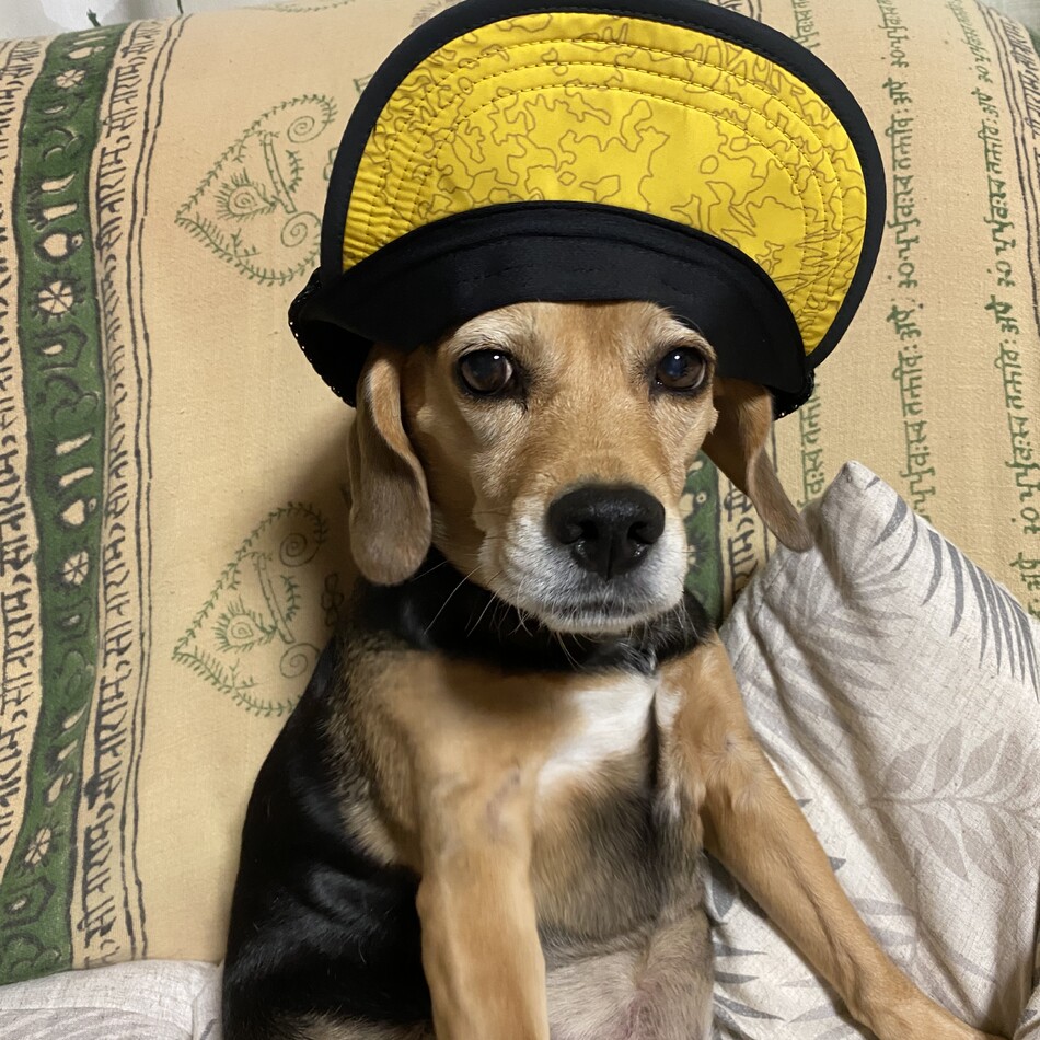 ちゃーこのカバー写真