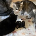 黒猫♂×チンチラペルシャシルバー♀の子猫