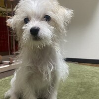 レア
