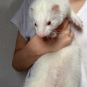 可愛いフェレット