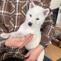 紀州犬　ショータイプの美犬　2か月