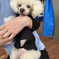 犬猫合同譲渡会