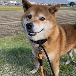 犬猫合同譲渡会 サムネイル2