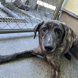 犬猫合同譲渡会 サムネイル3