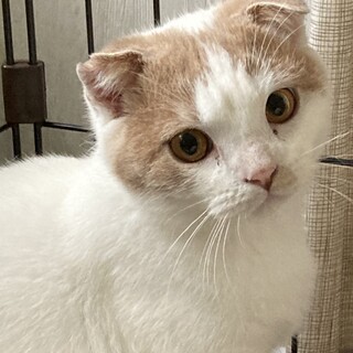 [12/26譲渡会参加]じん君