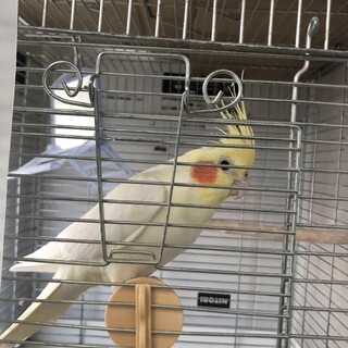 オカメインコの里親募集です