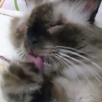 バルト