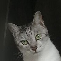 ハル