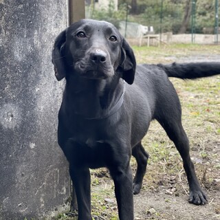 黒ラブの女の子