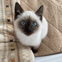 10月上旬生まれの可愛い男の子です。
