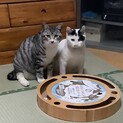 シャイなさばお君