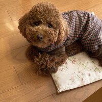 アサ