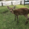 あめっこん