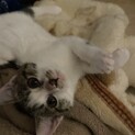 甘えん坊さんのサバ白ちゃん
