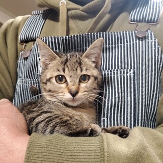 里親さん決まりました。有り難うございます。