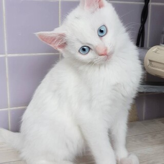 ありがとうございました