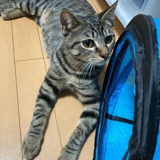 イケメンキジトラ兄弟　ふくちゃん