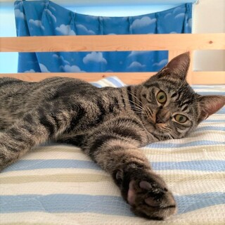 イケメンキジトラ兄弟　こうちゃん