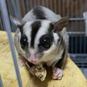 フクロモモンガ（ノーマル）♀里親募集