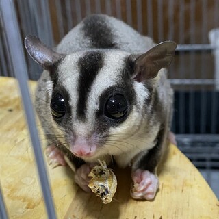 フクロモモンガ（ノーマル）♀里親募集