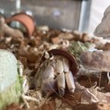 可愛いヤドカリ3匹一緒にお願いします。