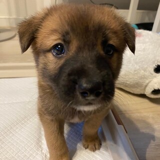 6匹兄弟の長男ヒロ君