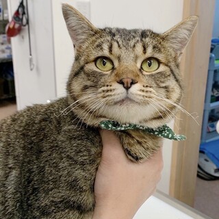 甘えん坊な成猫◉てんてんくん(オス)