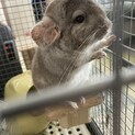チンチラ　男の子