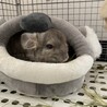 チンチラ　男の子 サムネイル2