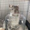 チンチラ　男の子 サムネイル3