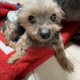 穏やかなヨークシャーテリア♂サンくん