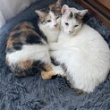 【里親募集！】甘えんぼう姉弟猫ビビ とと