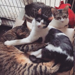 保護猫の譲渡会　in   厚底をはいたねこ サムネイル2