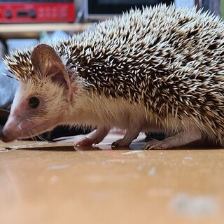 ハリネズミ 女の子 里親募集中