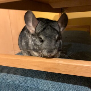  チンチラちっぷ君　