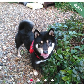 茅野市のＳ様ー甘えん坊黒柴次郎くん3歳